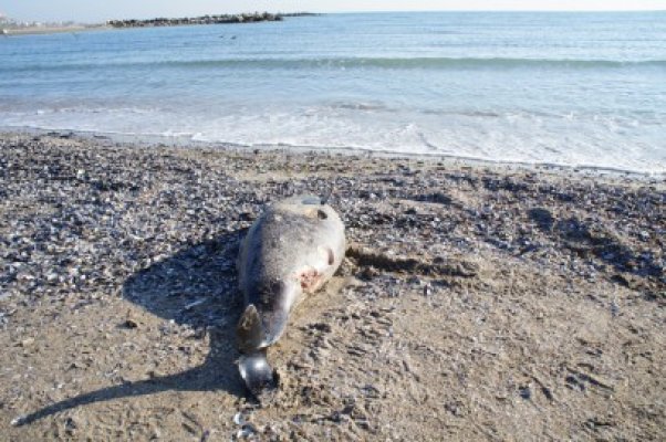Încă un delfin eşuat, găsit pe plaja Modern